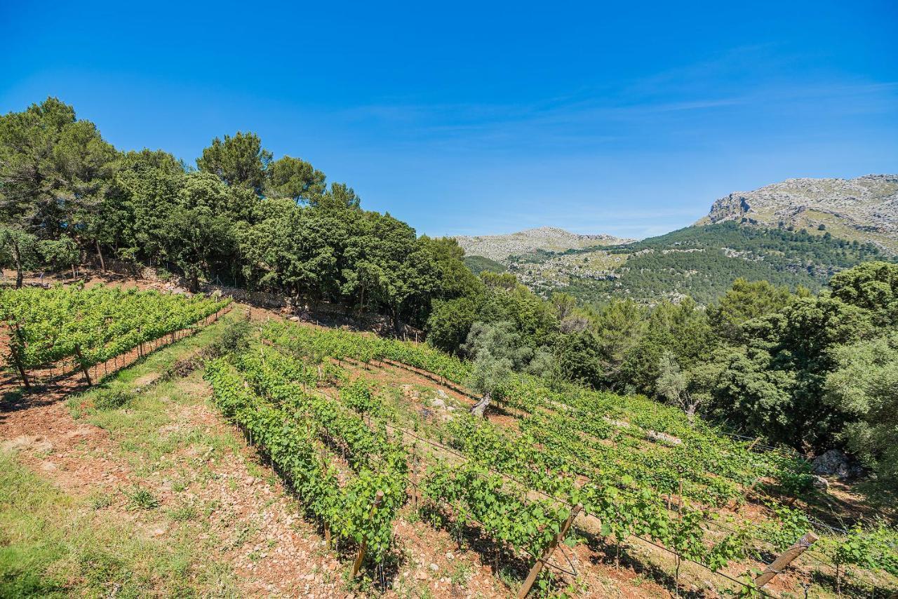 Picassa * Pollença